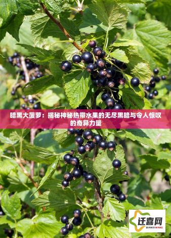 暗黑大菠萝：揭秘神秘热带水果的无尽黑暗与令人惊叹的奇异力量